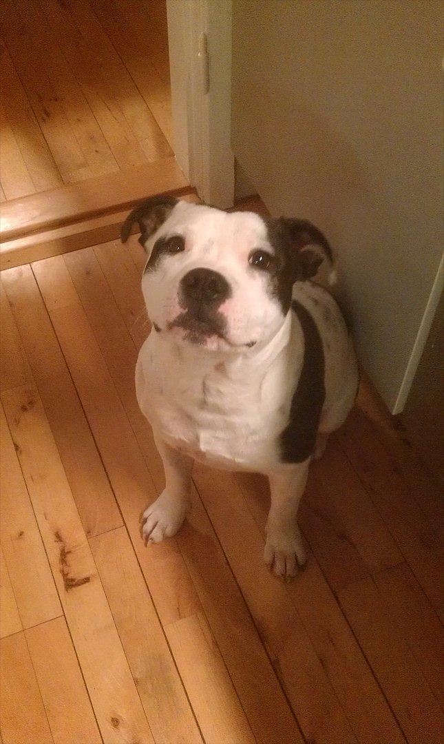 Staffordshire bull terrier Buster - 17-11-2011 billede 1