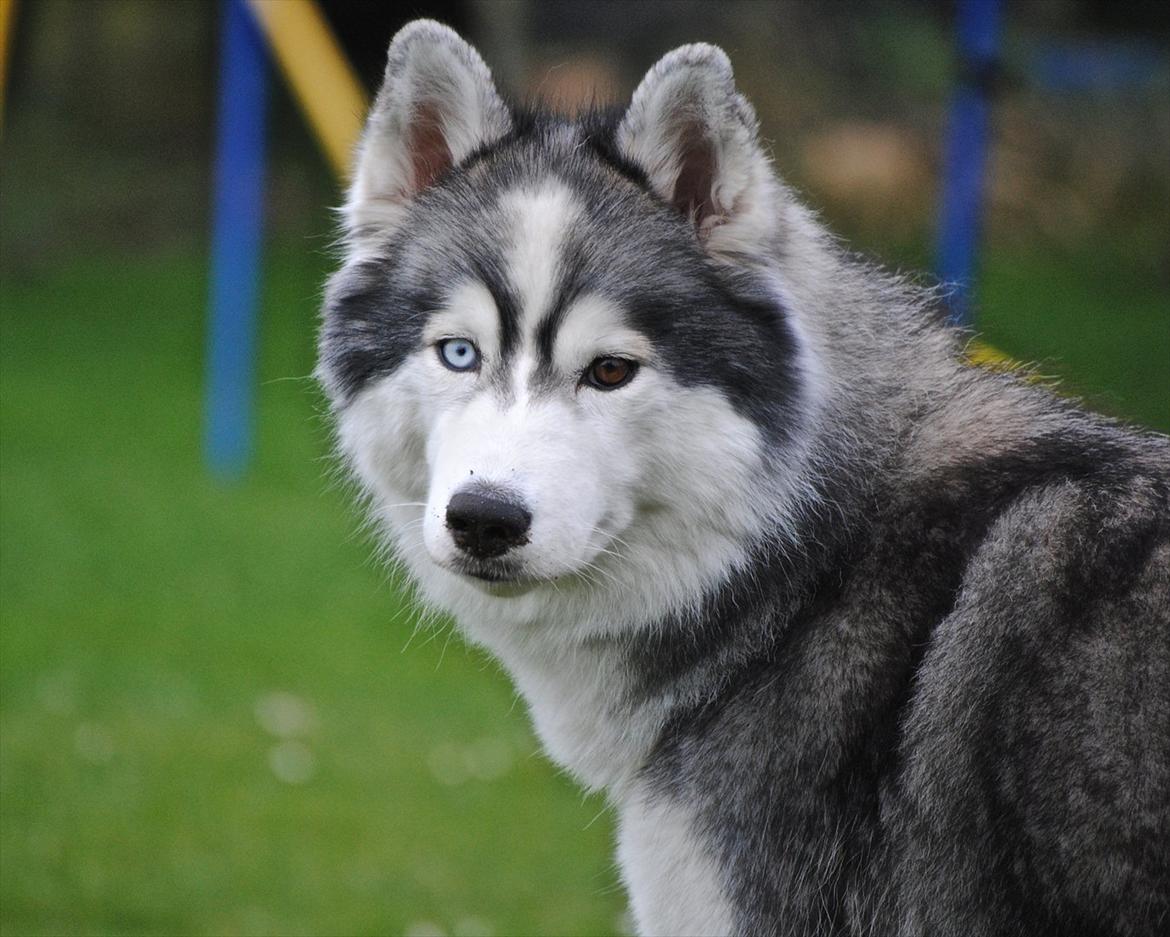 Siberian husky | Jeyzi - *Fotograf. Julie Ingemann - 2011 billede 11