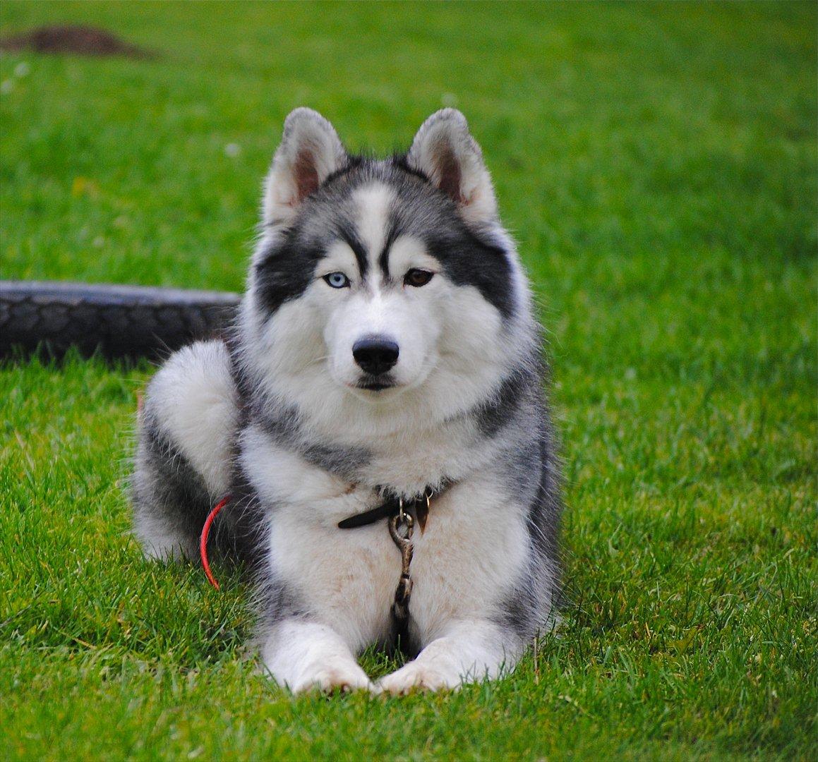 Siberian husky | Jeyzi - *Fotograf. Julie Ingemann - 2011 billede 37