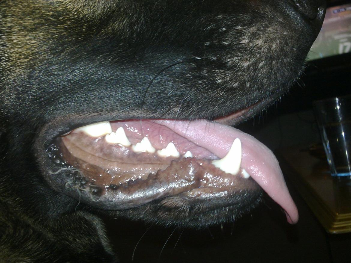 Schæferhund Freia - dentatix smil ( colgate ) billede 19