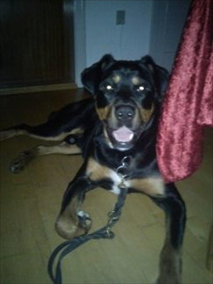 Blanding af racer Tyson *Solgt* "Du vil altid være i mit hjerte" :'( - Nyt billede 11