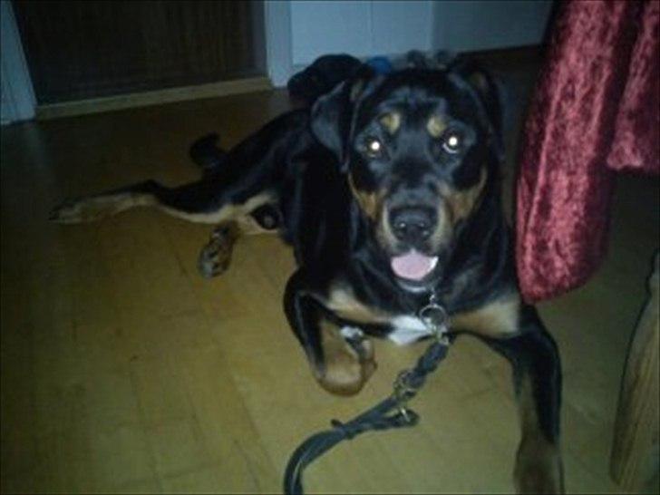 Blanding af racer Tyson *Solgt* "Du vil altid være i mit hjerte" :'( - Nyt billede 12