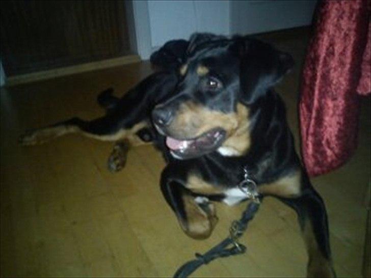 Blanding af racer Tyson *Solgt* "Du vil altid være i mit hjerte" :'( - Nyt billede 13