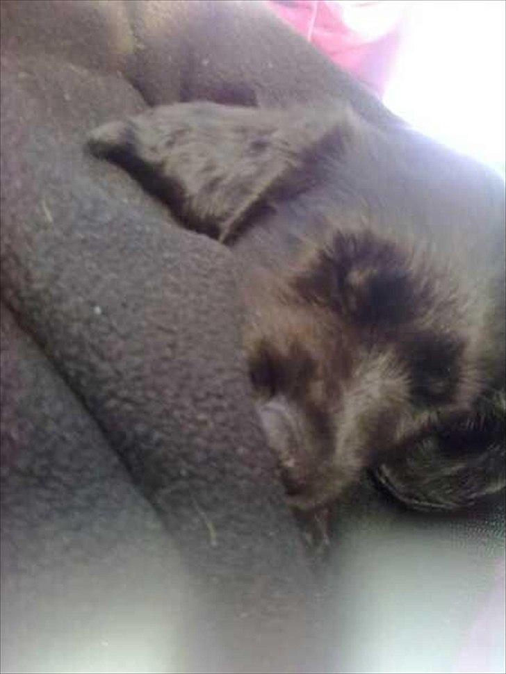 Blanding af racer Hosianna - Køre turen hjem, Træt hvalp (:  billede 5