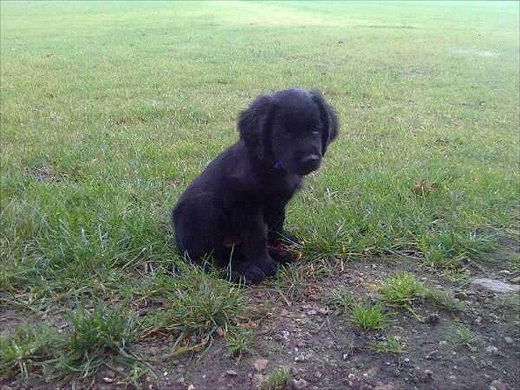 Blanding af racer Hosianna - Knap 9 Uger (: <3 billede 6