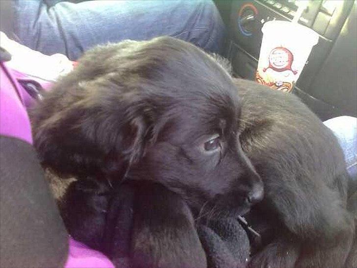 Blanding af racer Hosianna - 8 Uger billede 7