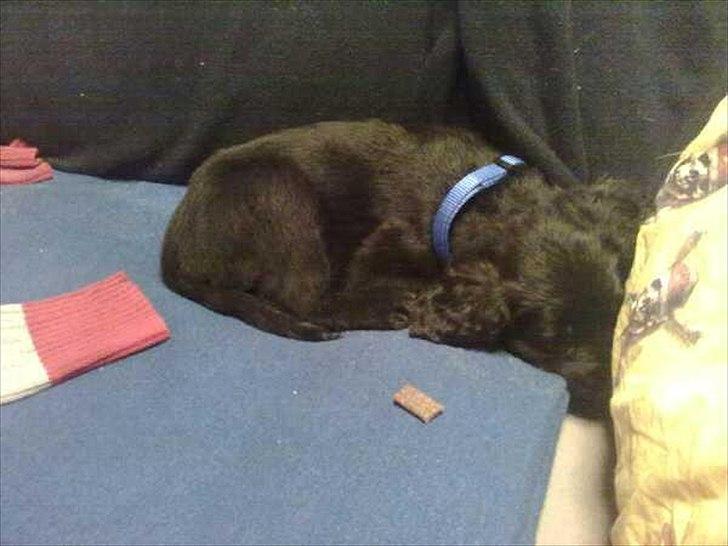 Blanding af racer Hosianna - Sove Tryne billede 2