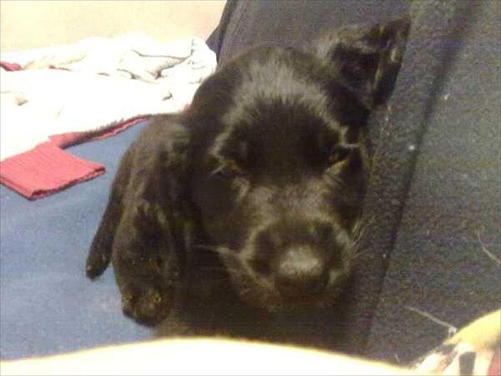 Blanding af racer Hosianna - 8 Uger billede 10