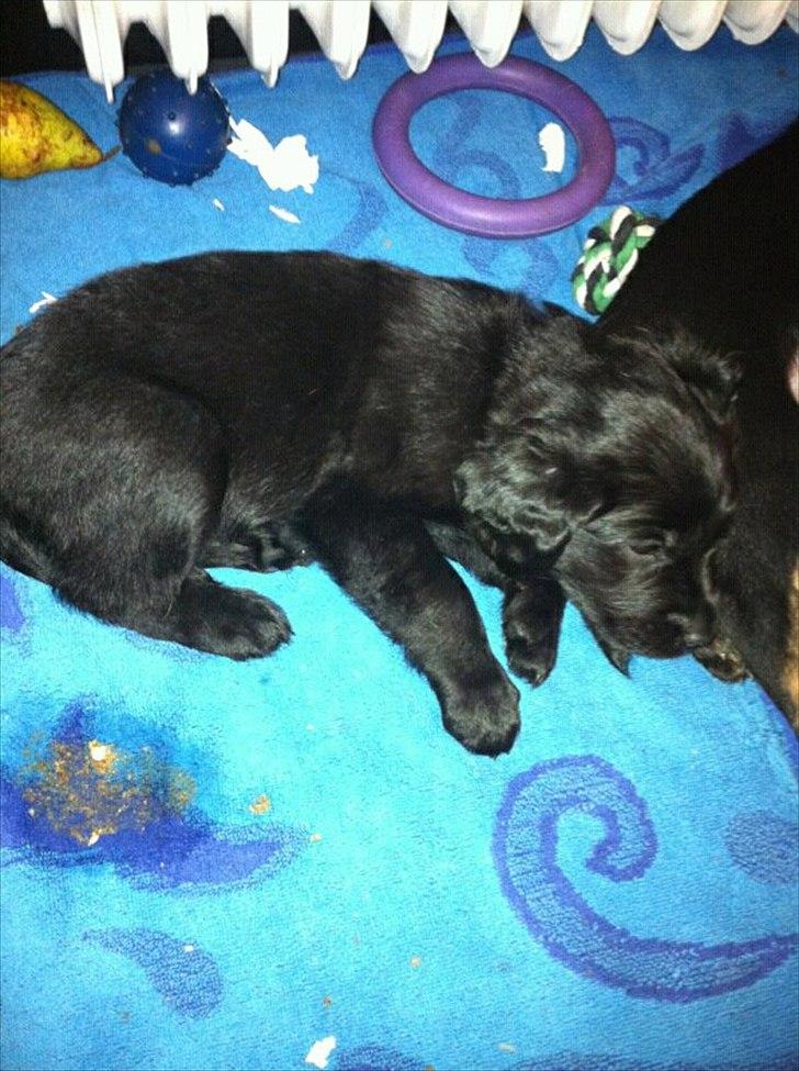 Blanding af racer Hosianna - 4½ uge Billede taget af Opdrætter. billede 12