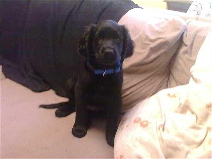 Blanding af racer Hosianna - 8½ Uge gammel (: <3 billede 13