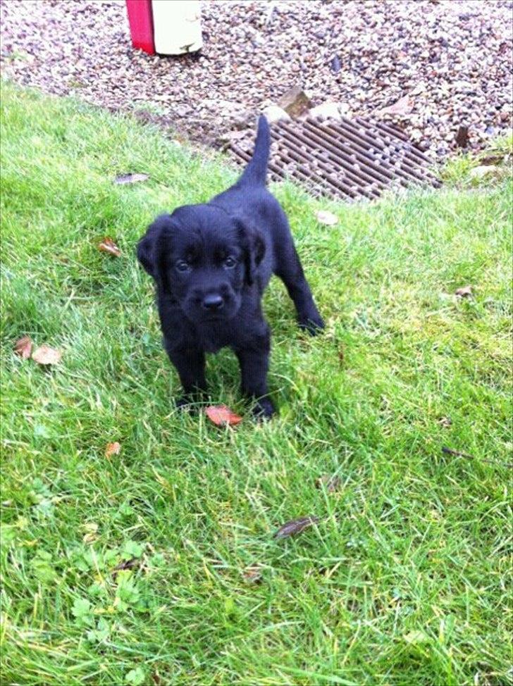 Blanding af racer Hosianna - 7 Uger Gammel  billede 14