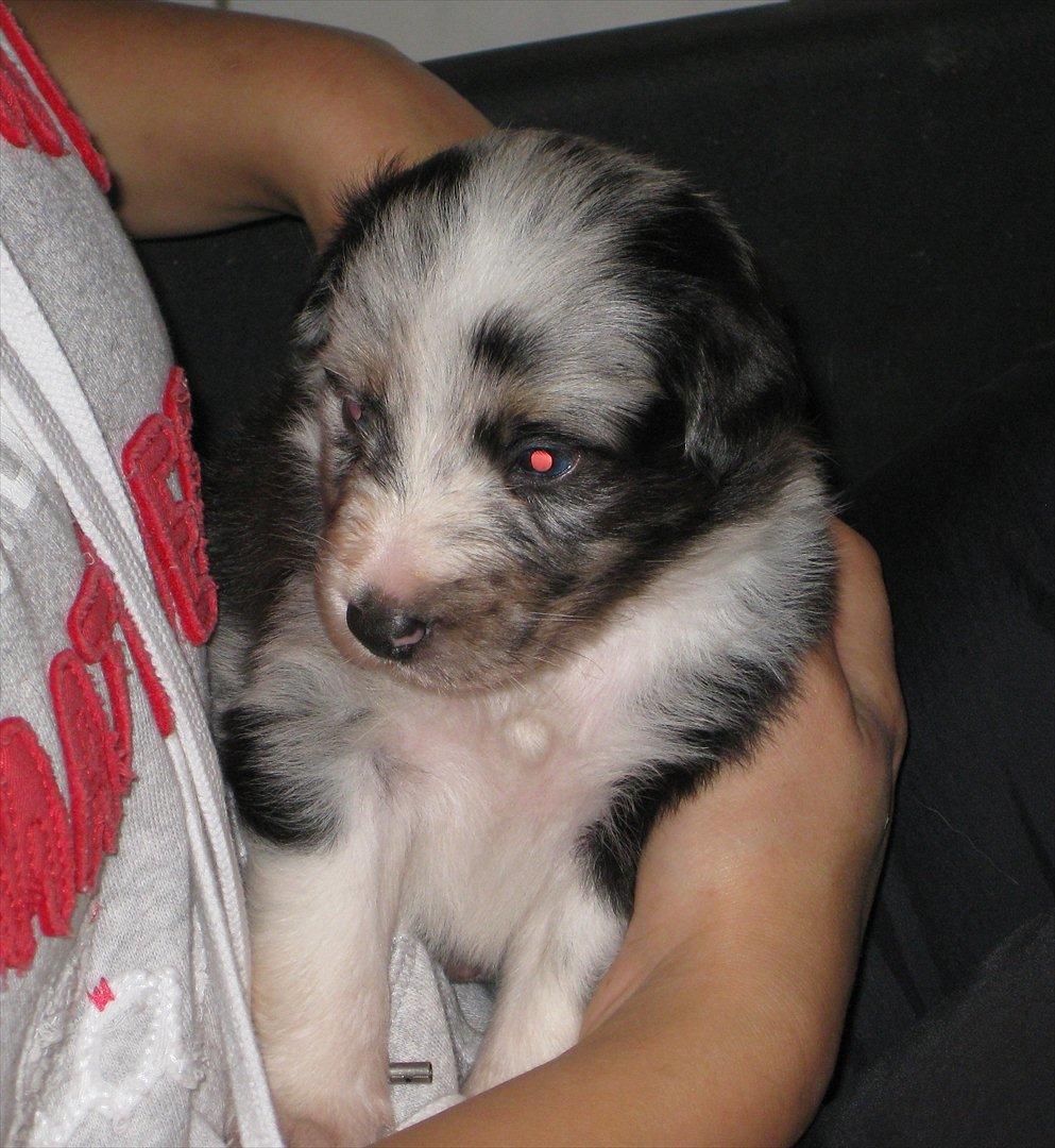 Australian shepherd Godrumgaard´s Jason - jeg er da sød billede 15