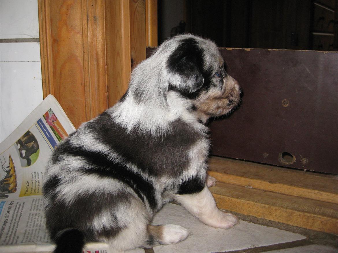 Australian shepherd Godrumgaard´s Jason - kigger ud i den store verden billede 13