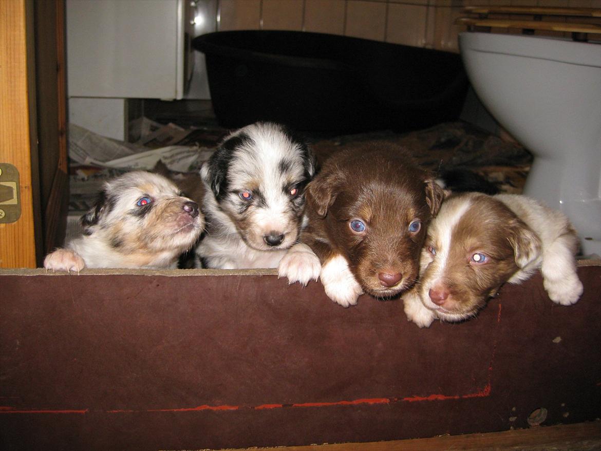 Australian shepherd Godrumgaard´s Jason - sammen med nogle af hans søskende billede 16
