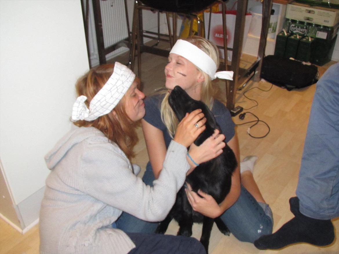 Blanding af racer Salta La Linda billede 17