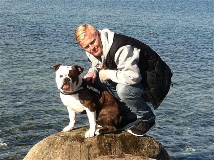 Olde english bulldogge Tago billede 17