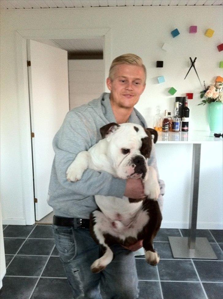 Olde english bulldogge Tago billede 18