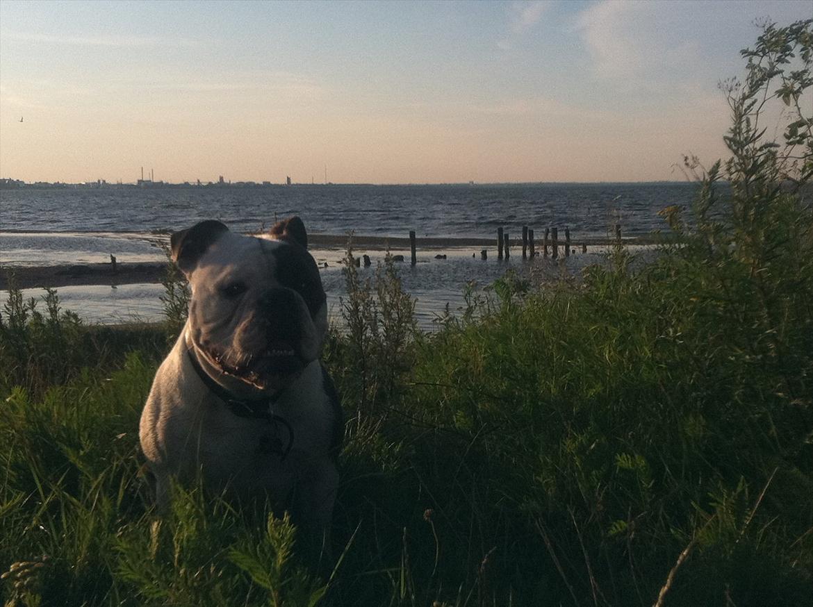 Olde english bulldogge Tago billede 19