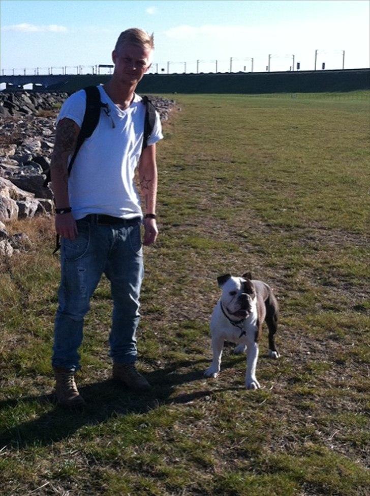 Olde english bulldogge Tago billede 20