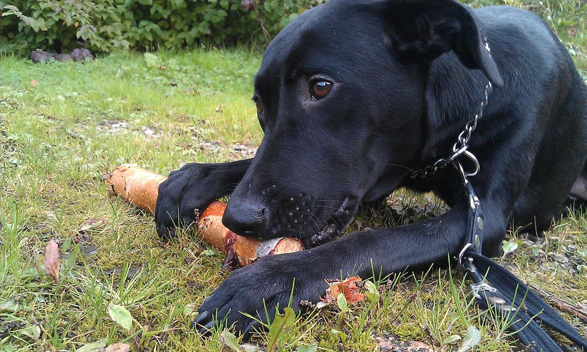 Blanding af racer zika - Jeg ELSKER min pind billede 1