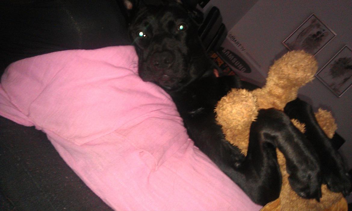 Blanding af racer zika - man bliver da aldrig for gammel til at ligge og putte med sin bamse:o) billede 7