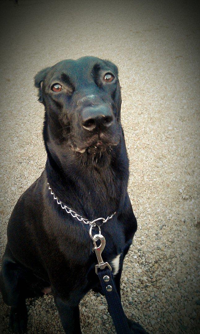 Blanding af racer zika - Vind i håret, ørene tilbage og i topform til ballade:) billede 8