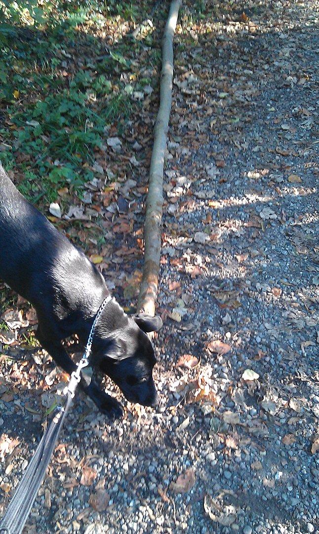 Blanding af racer zika - jeg skal bare ha den her pind med hjem!!!! billede 9