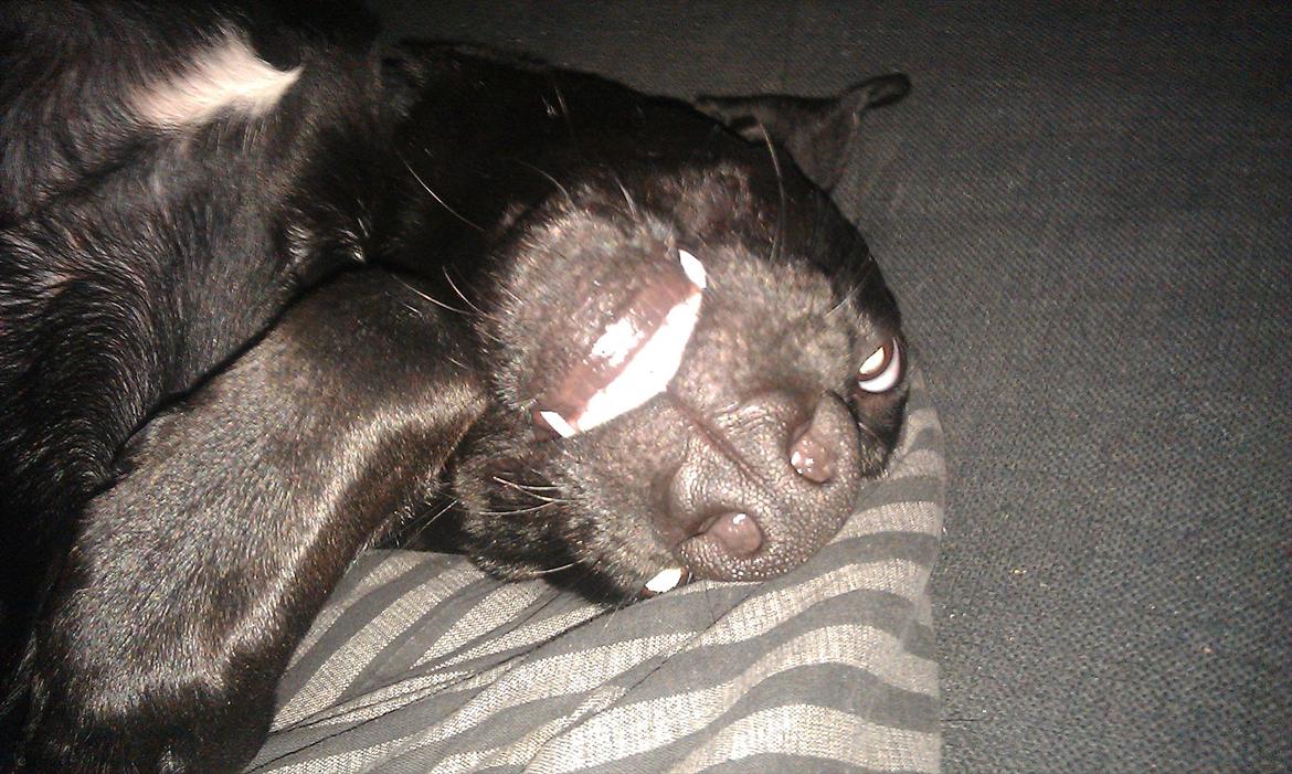 Blanding af racer zika - smiiil :D billede 10