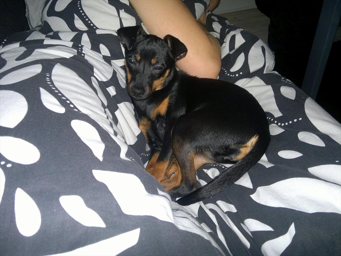 Blanding af racer Ratpinscher - Shila , bor hos andre nu - En træt lille pige.. billede 7