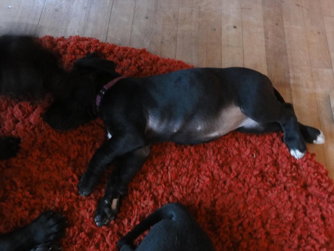 Grand danois Molly billede 2