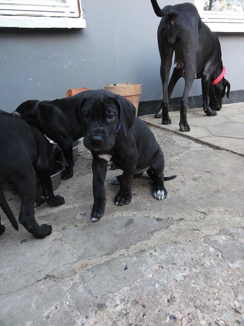 Grand danois Molly billede 4