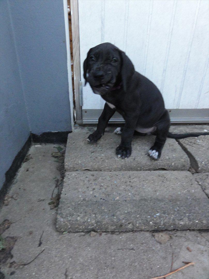 Grand danois Molly billede 5