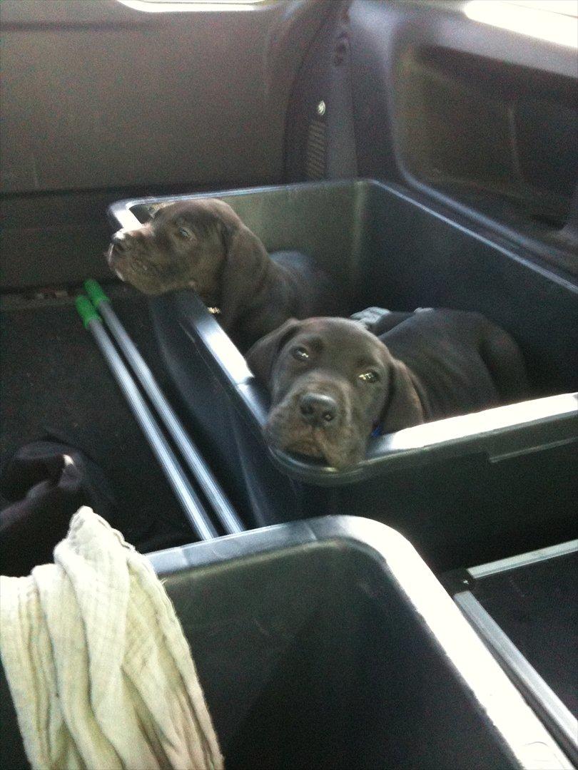 Grand danois Molly billede 6