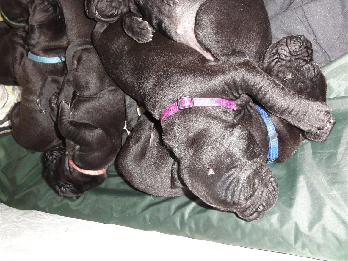 Grand danois Molly billede 7