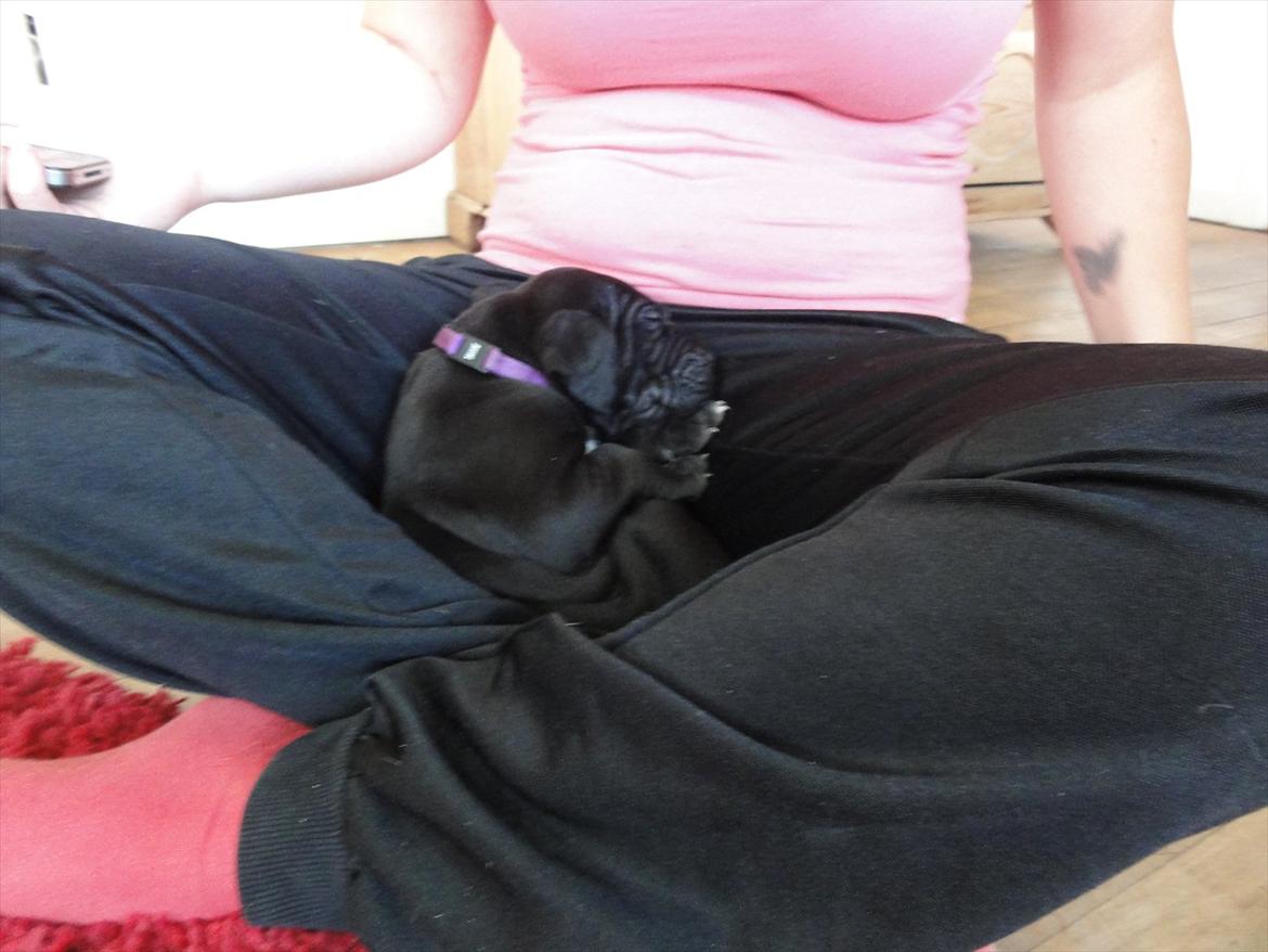 Grand danois Molly billede 8