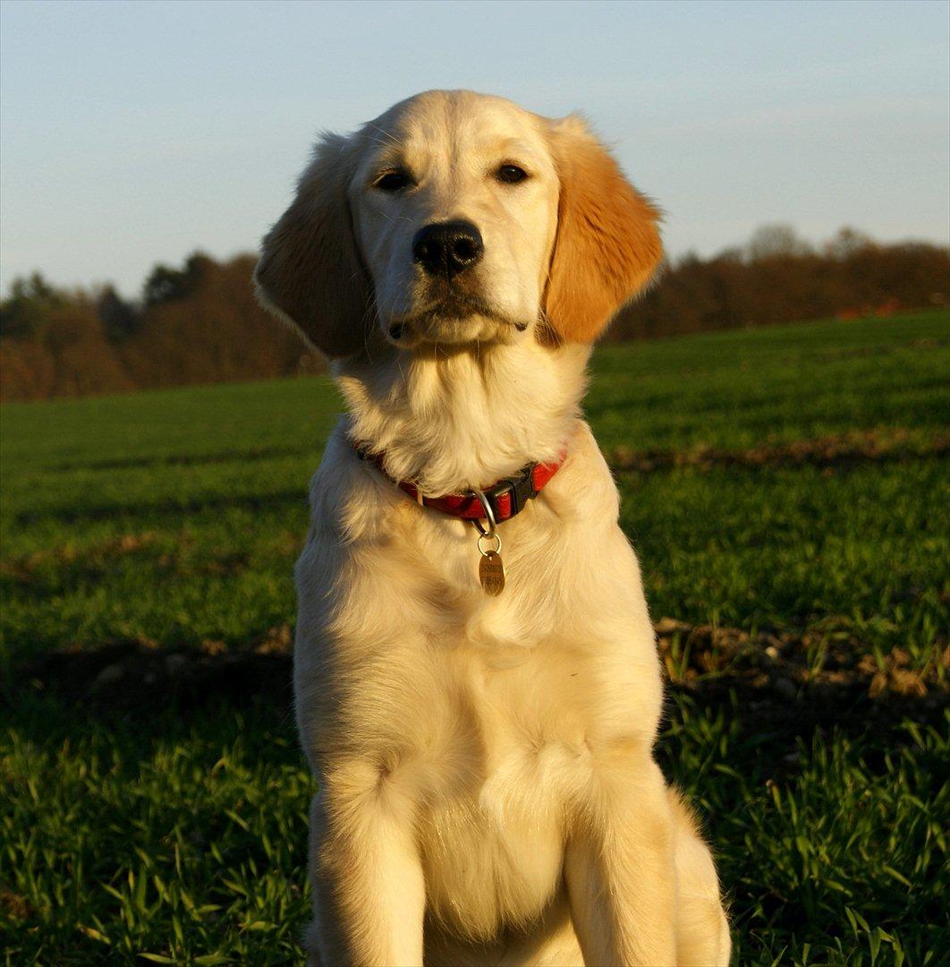 Golden retriever Mille :) <3 billede 1