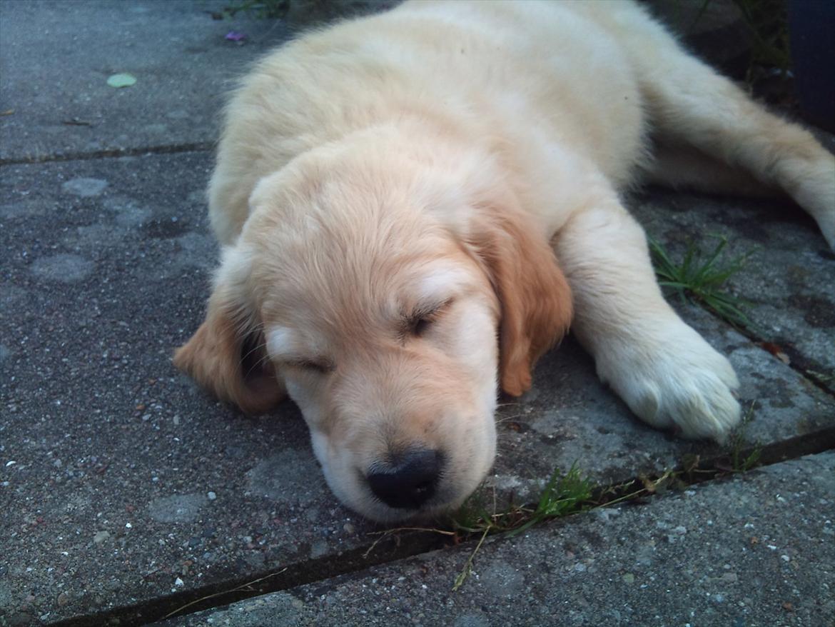 Golden retriever Mille :) <3 billede 2