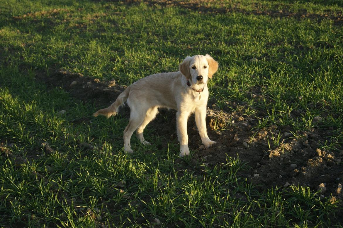 Golden retriever Mille :) <3 billede 3