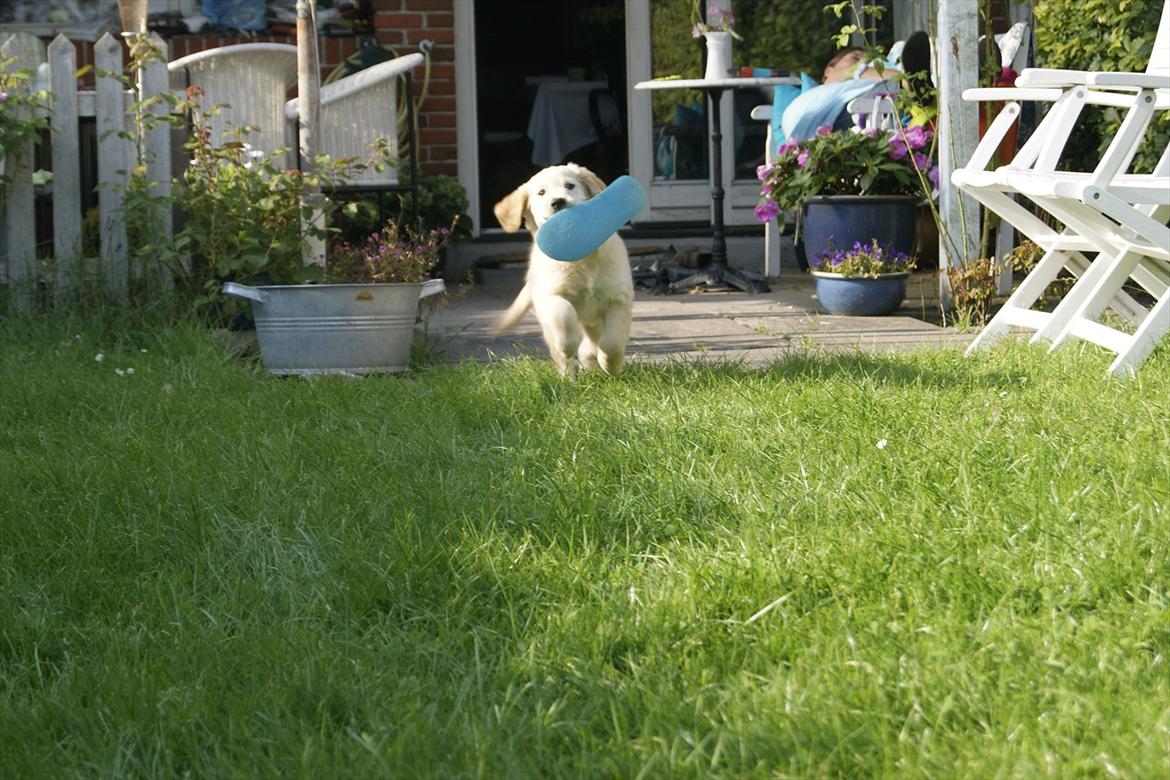 Golden retriever Mille :) <3 billede 4