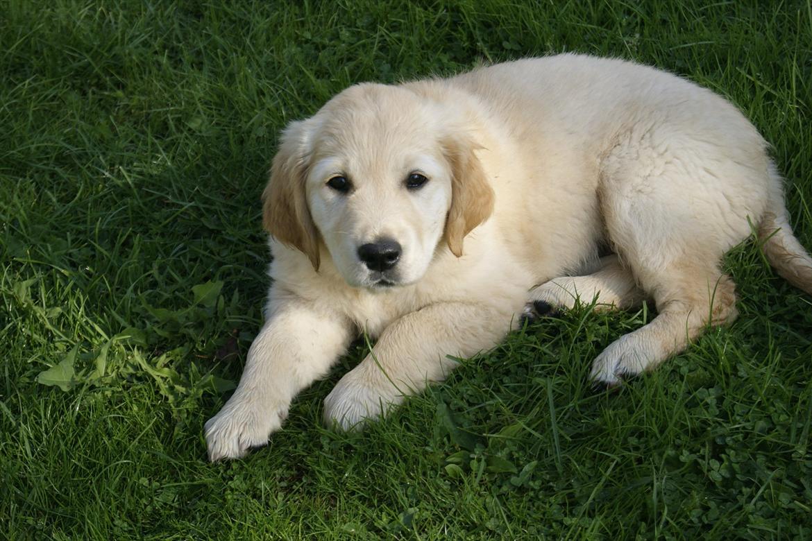 Golden retriever Mille :) <3 billede 5