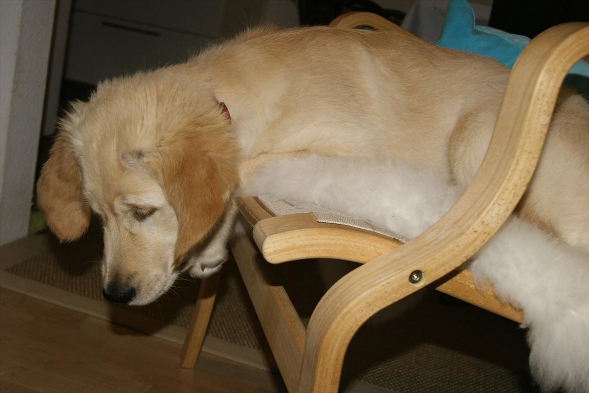 Golden retriever Mille :) <3 billede 7