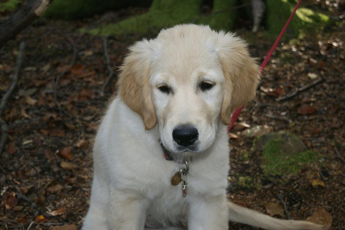 Golden retriever Mille :) <3 billede 9