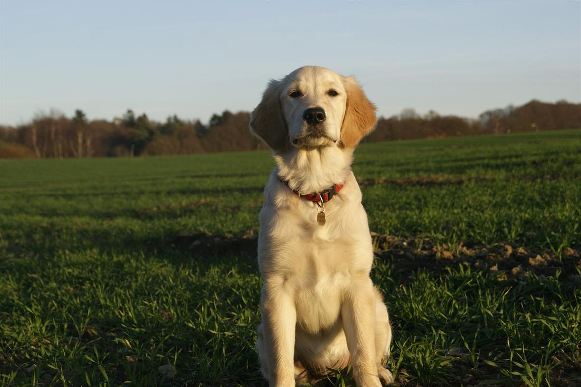 Golden retriever Mille :) <3 billede 13