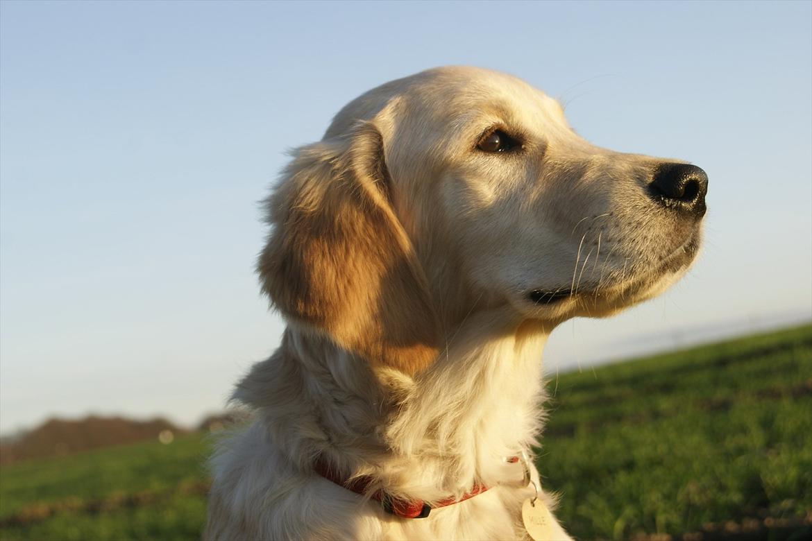Golden retriever Mille :) <3 billede 15