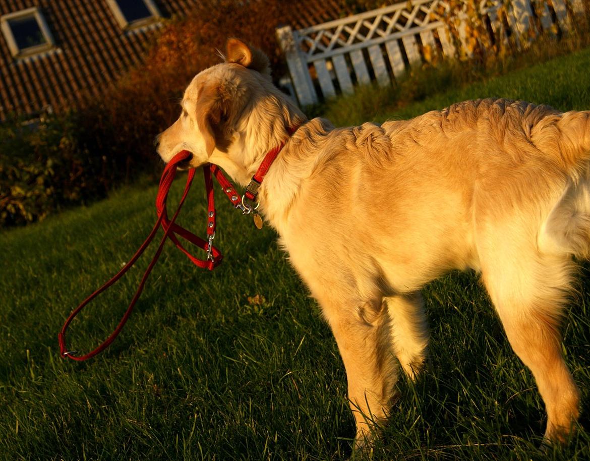 Golden retriever Mille :) <3 billede 16