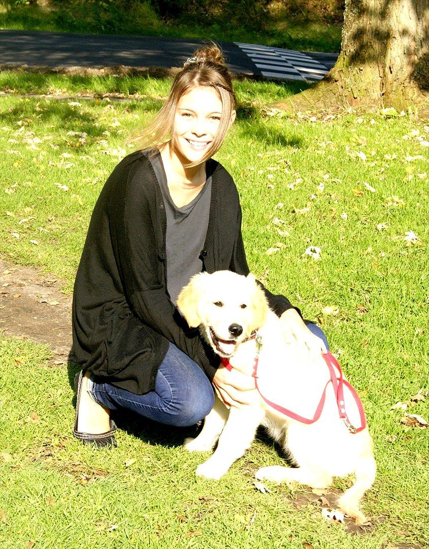 Golden retriever Mille :) <3 billede 17