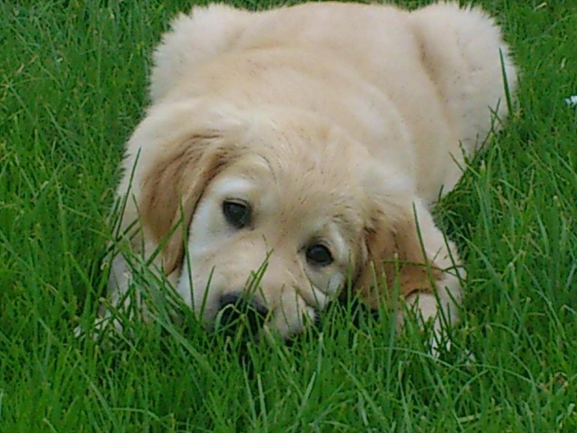 Golden retriever Mille :) <3 billede 18