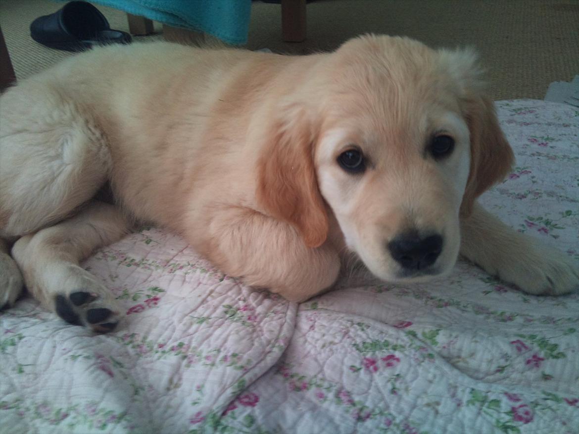 Golden retriever Mille :) <3 billede 20