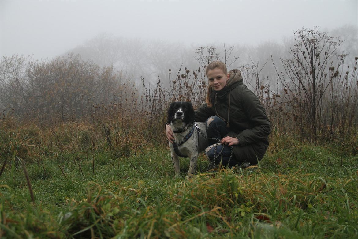 Field spaniel Apache Blue Magic, Figo! billede 7