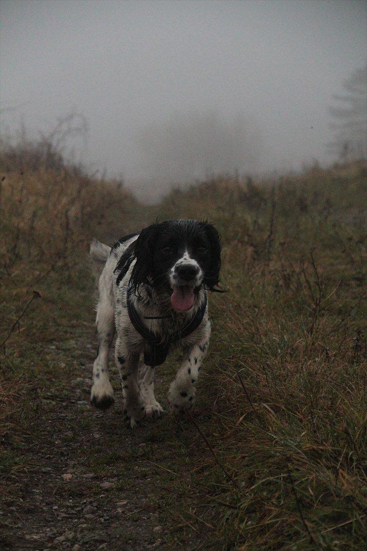 Field spaniel Apache Blue Magic, Figo! billede 8